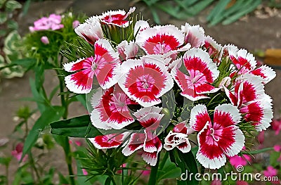 Dianthus chinensis -Â rainbow pink flowers Stock Photo